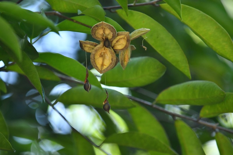 Aquilaria sinensis photo 5