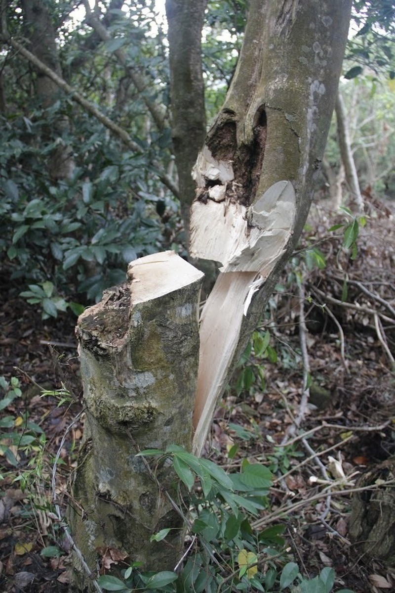 Aquilaria sinensis photo 6