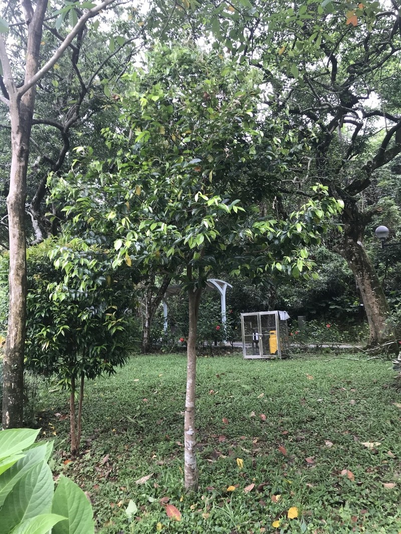 Aquilaria sinensis photo 7