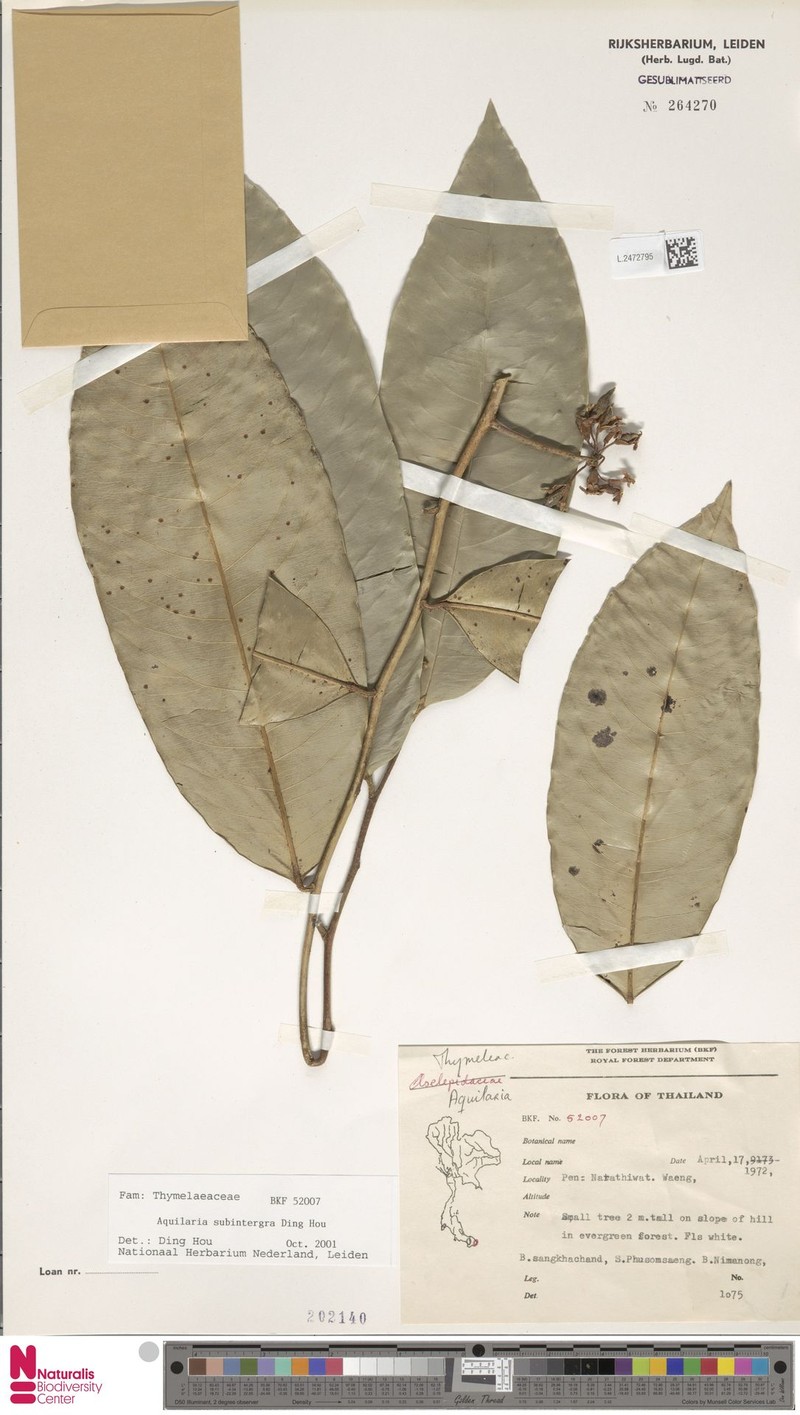 Aquilaria subintegra