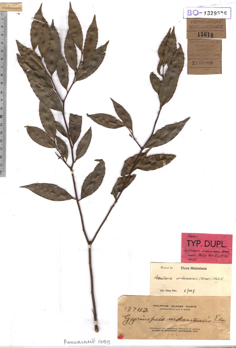 Aquilaria urdanetensis