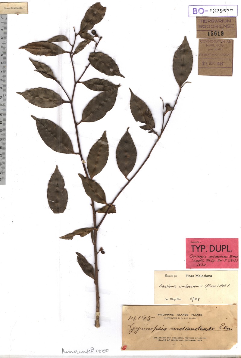 Aquilaria urdanetensis photo 2