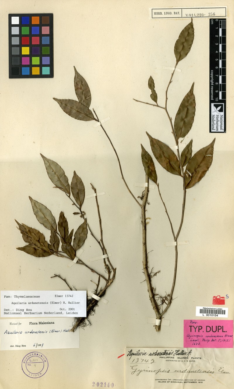 Aquilaria urdanetensis photo 3