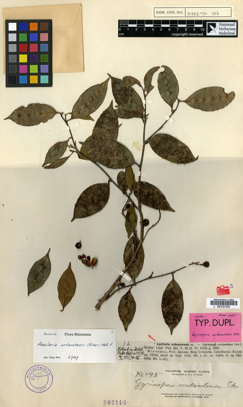 Aquilaria urdanetensis photo 4