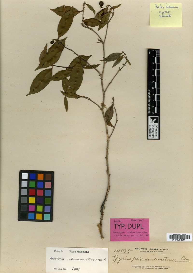 Aquilaria urdanetensis photo 5