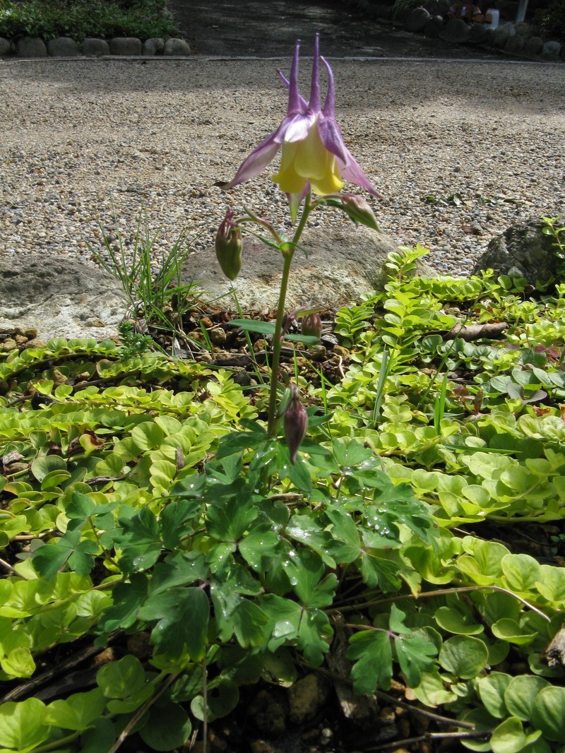 Aquilegia × maruyamana photo 2
