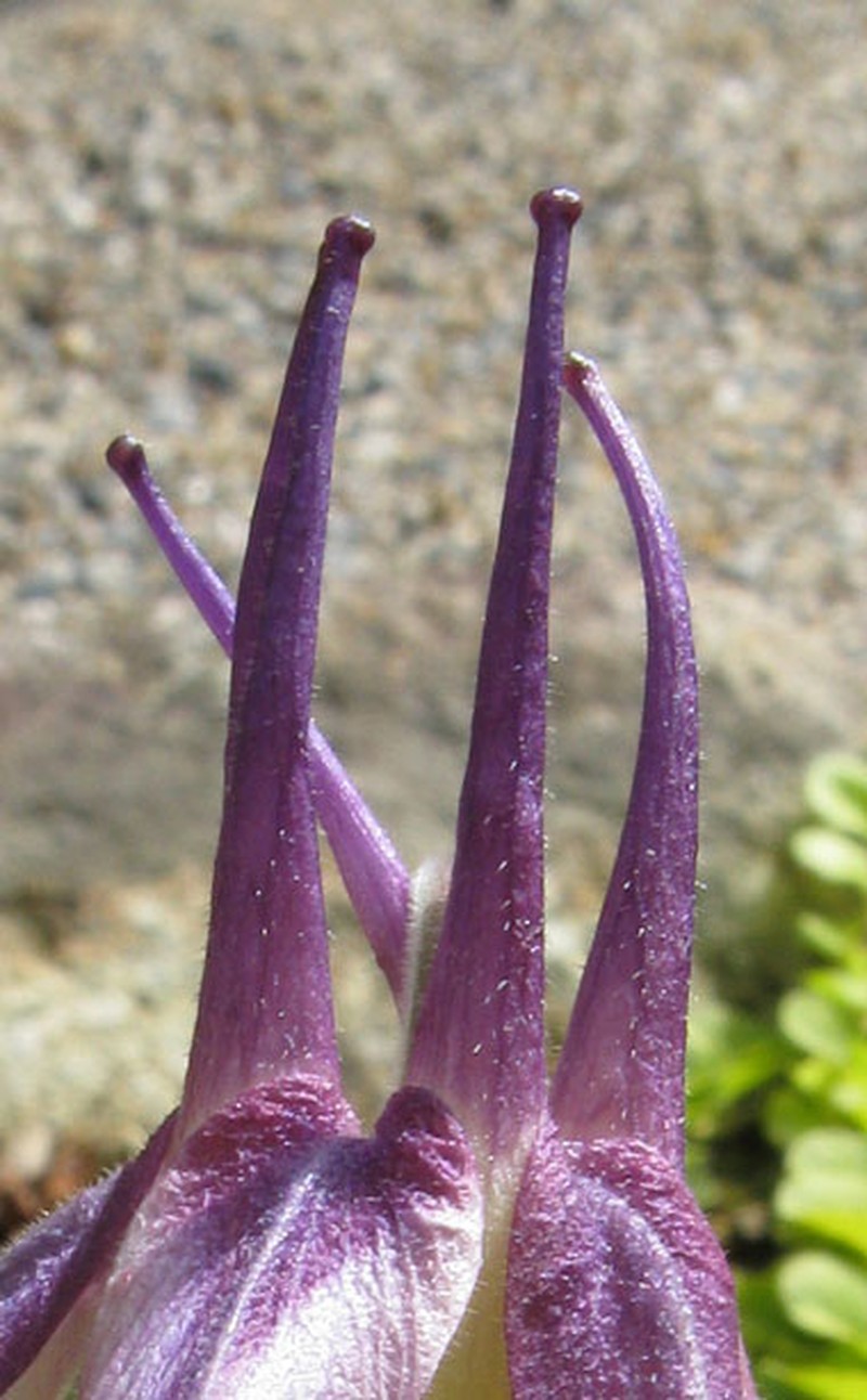 Aquilegia × maruyamana photo 3