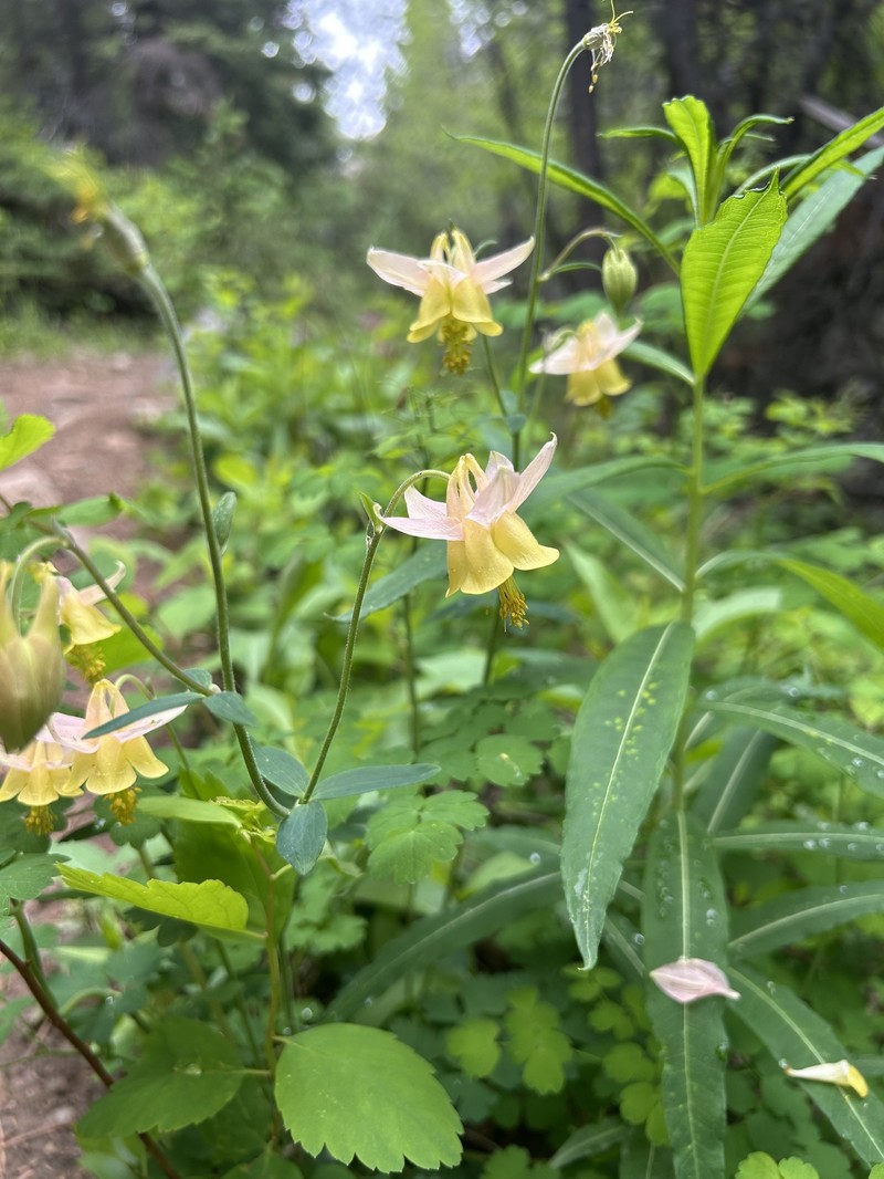 Aquilegia × miniana photo 3