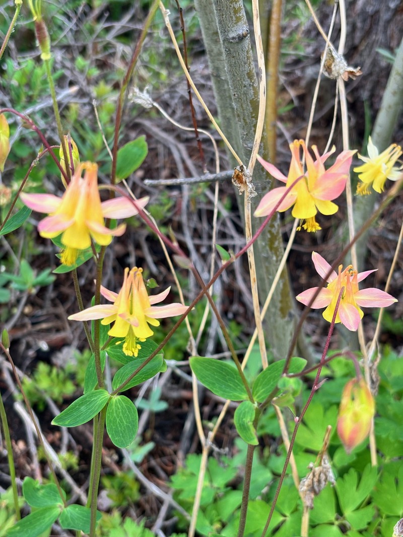 Aquilegia × miniana photo 4