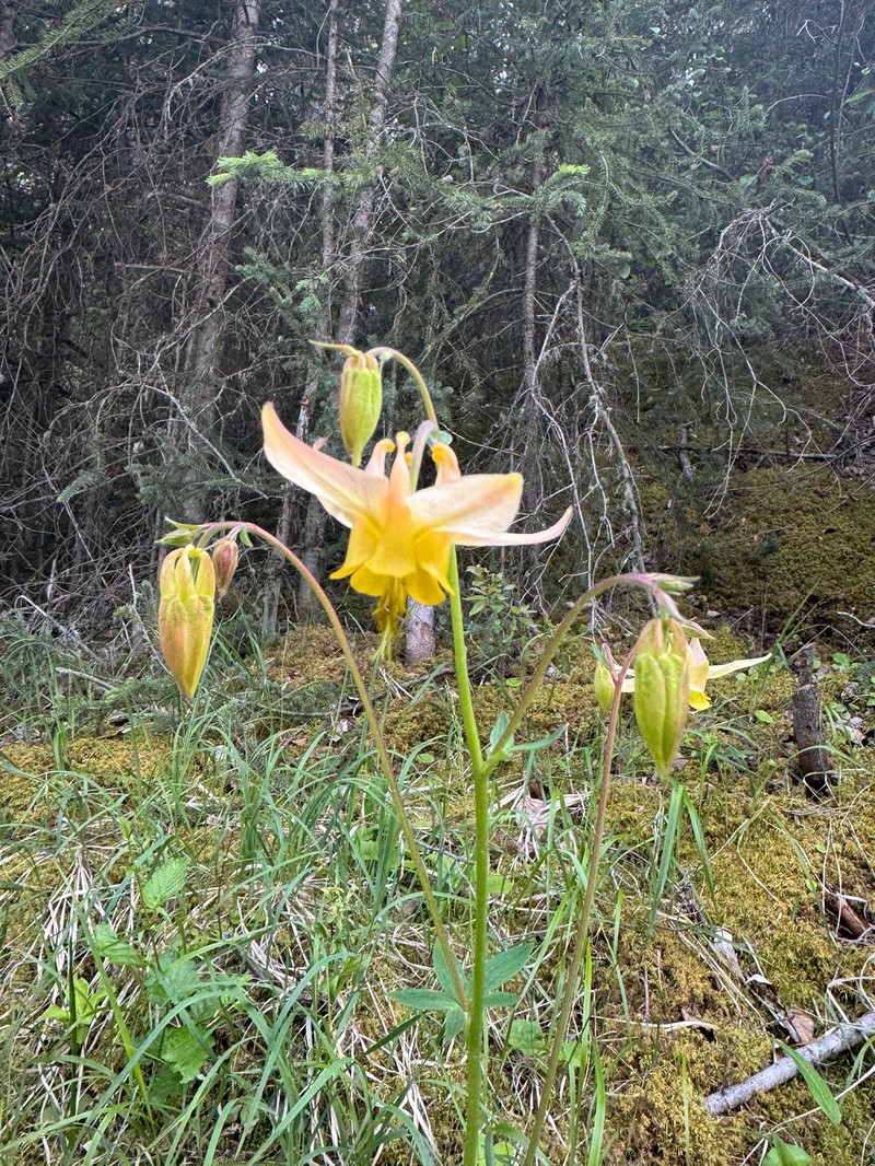 Aquilegia × miniana photo 6