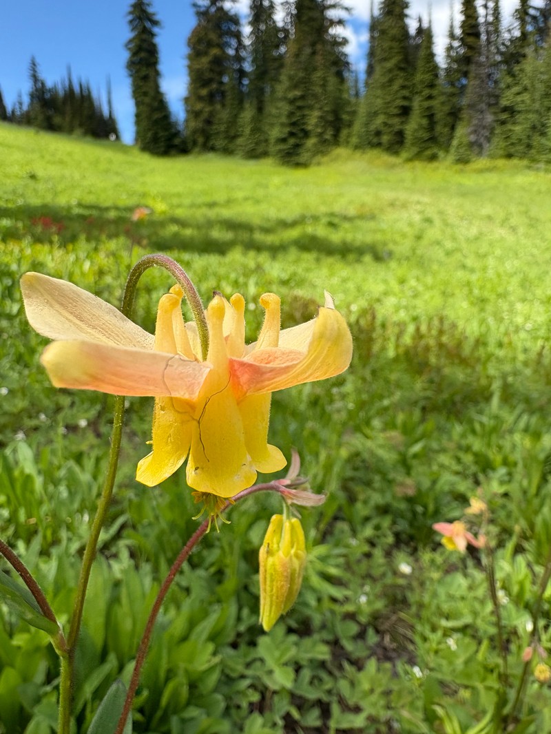 Aquilegia × miniana photo 7