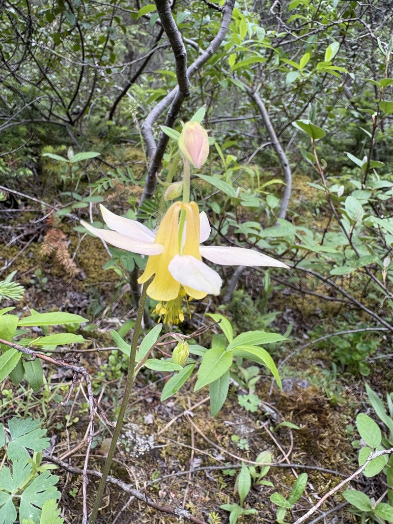 Aquilegia × miniana photo 8