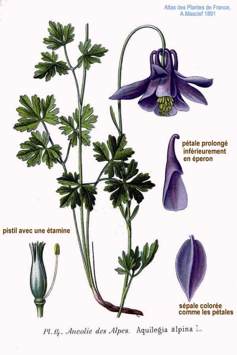Aquilegia alpina photo 2