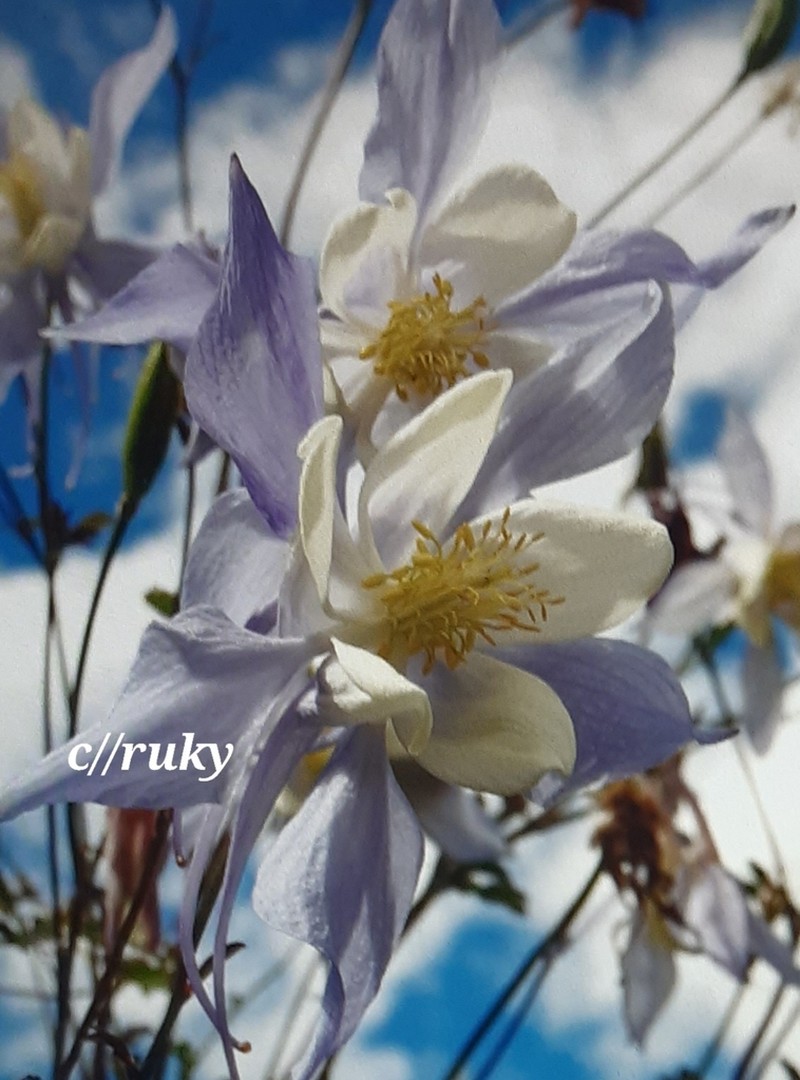 Aquilegia alpina photo 3