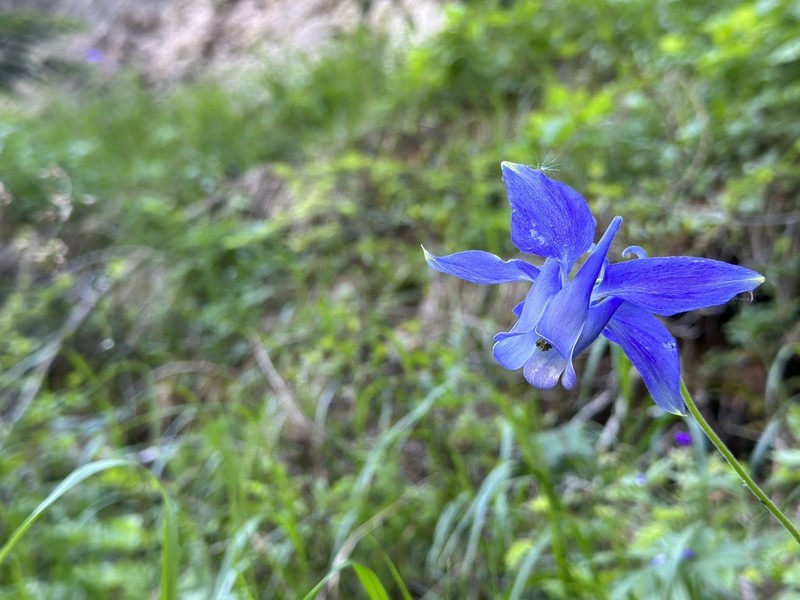 Aquilegia alpina photo 4