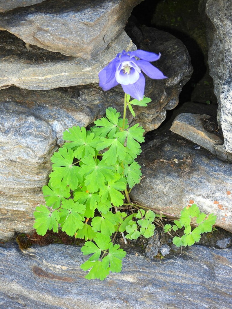 Aquilegia alpina photo 5