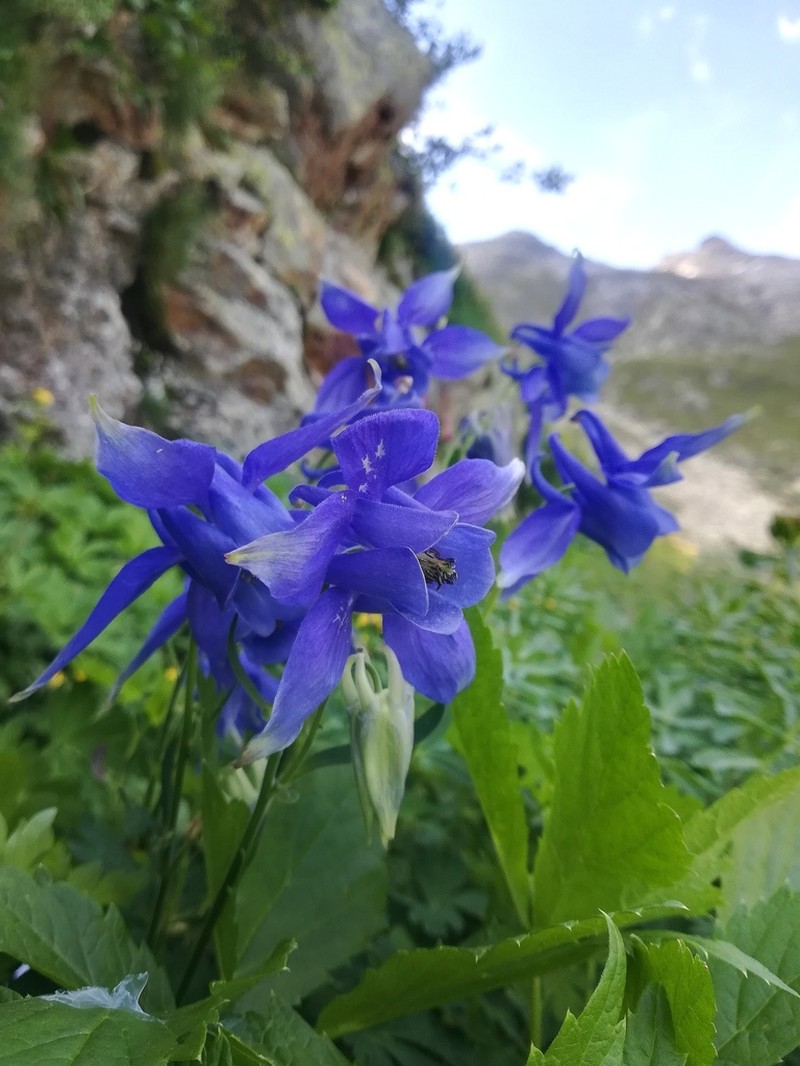 Aquilegia alpina photo 6