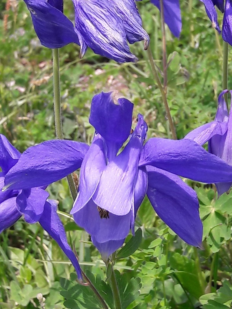Aquilegia alpina photo 7