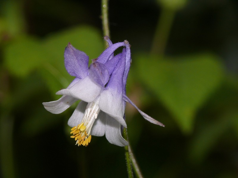 Aquilegia amaliae photo 2