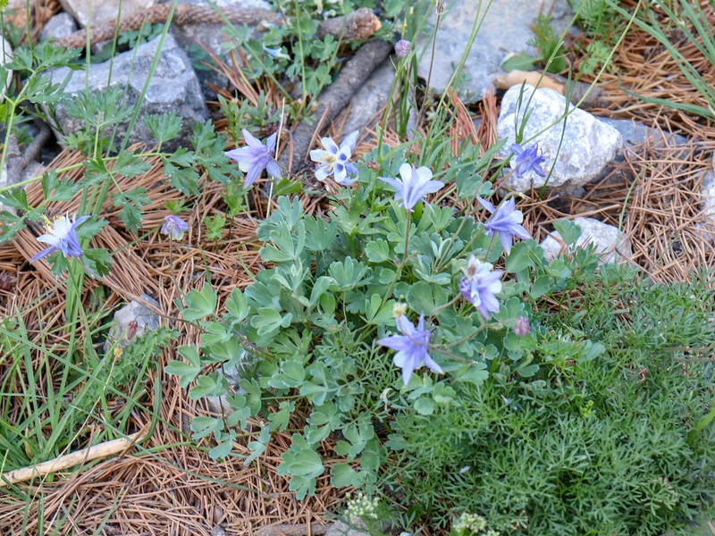 Aquilegia amaliae photo 3