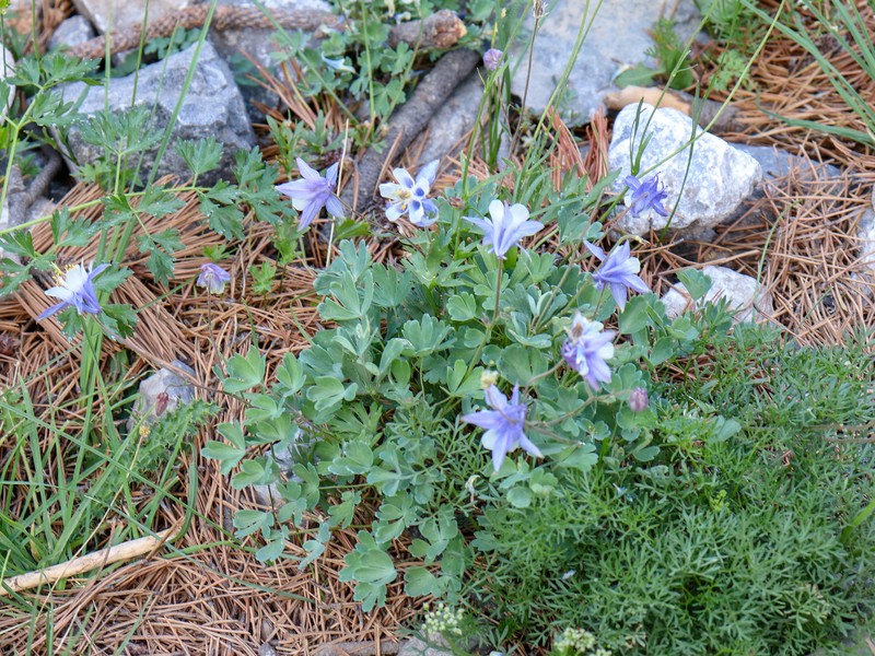 Aquilegia amaliae photo 5