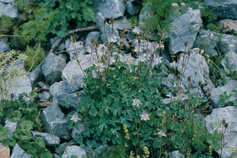 Aquilegia amaliae photo 6