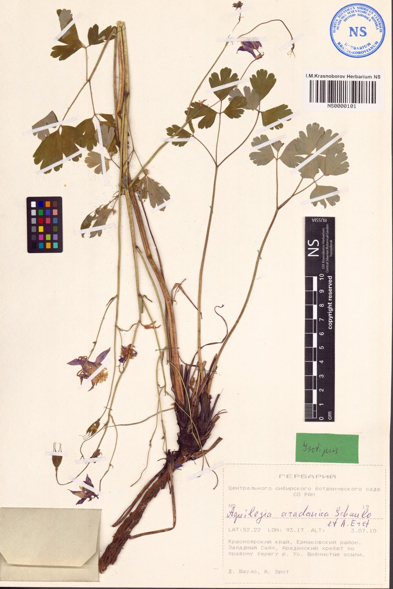 Aquilegia aradanica