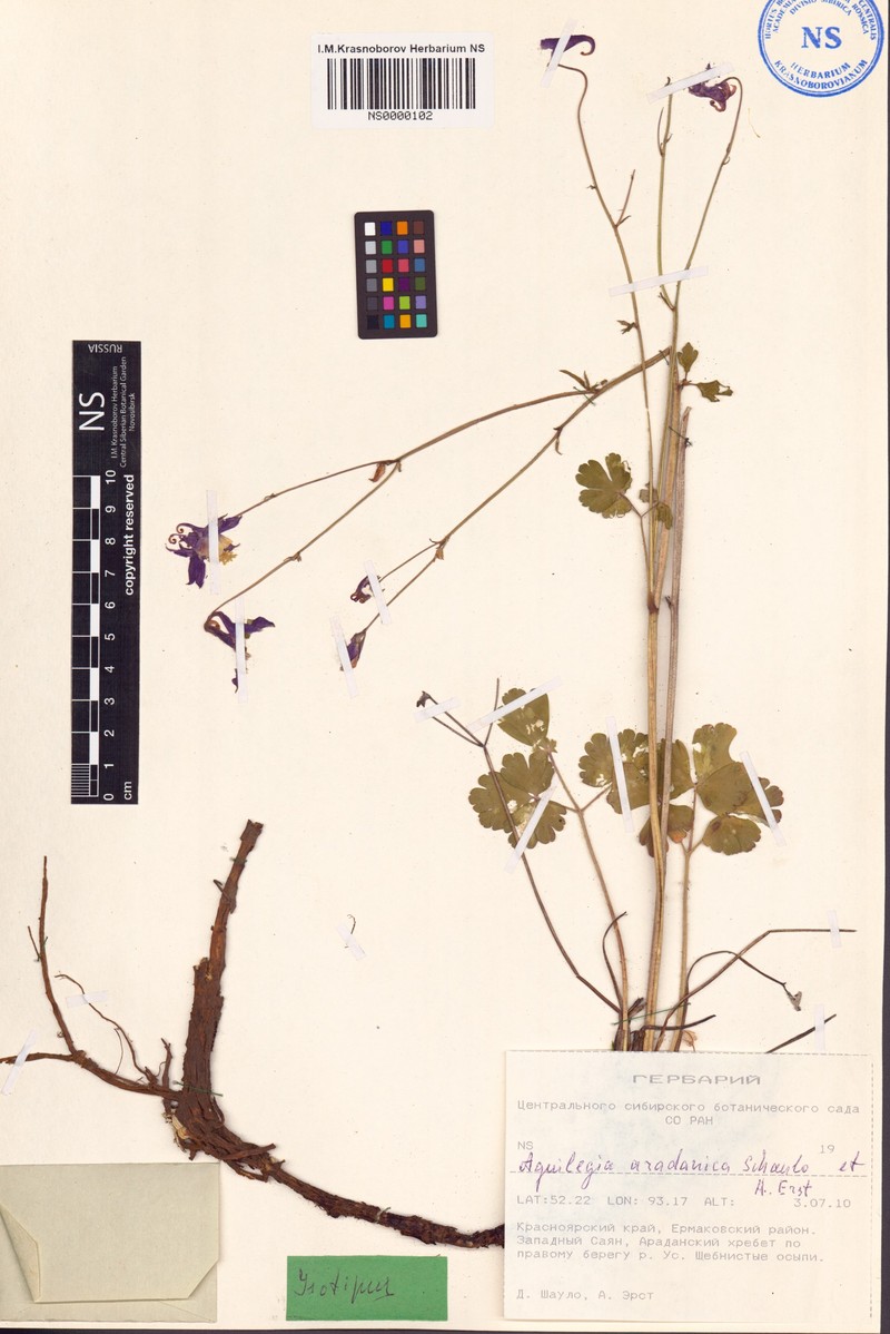 Aquilegia aradanica photo 2
