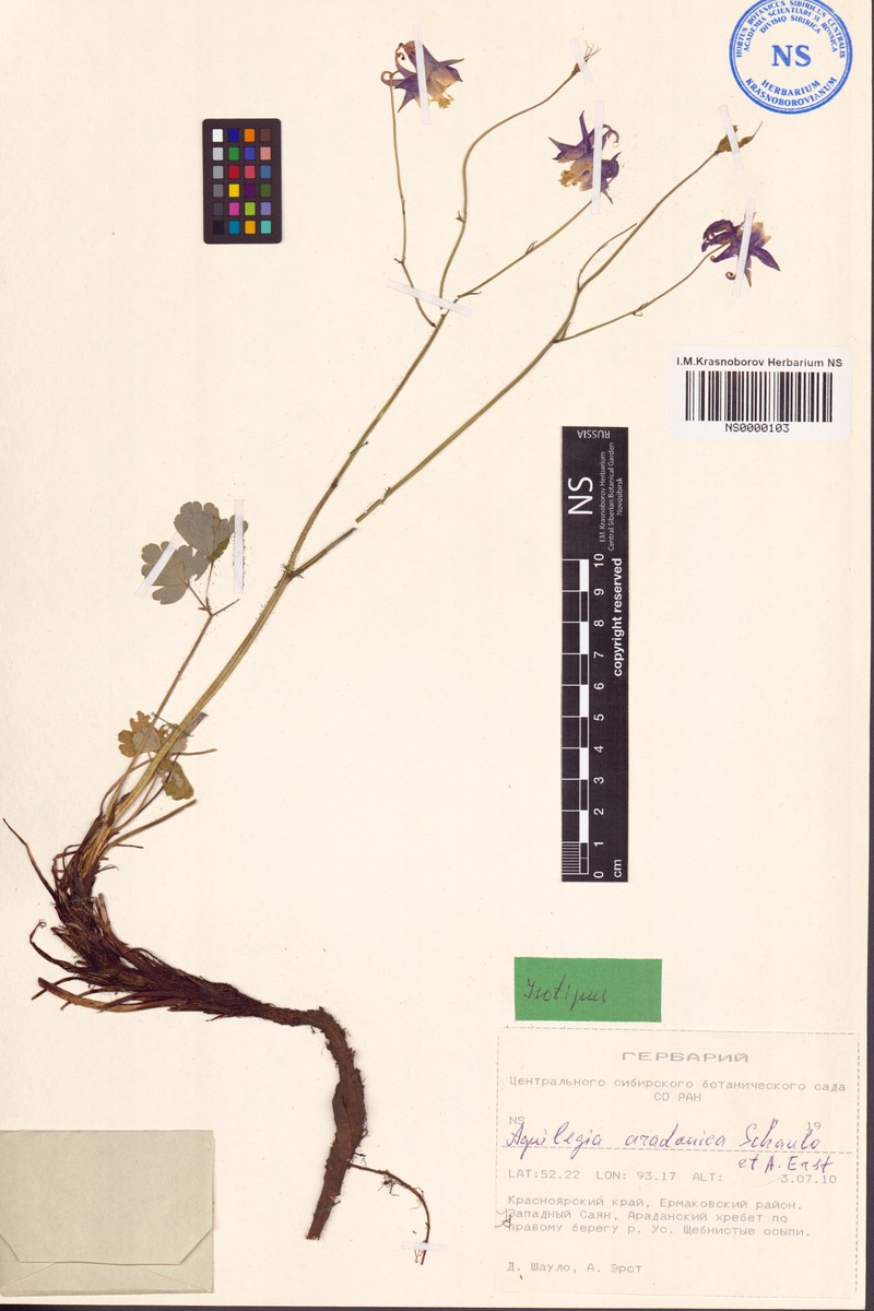 Aquilegia aradanica photo 3