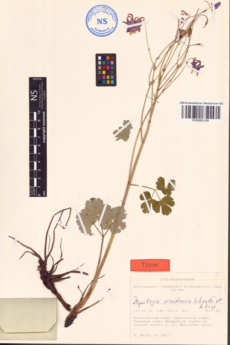 Aquilegia aradanica photo 4