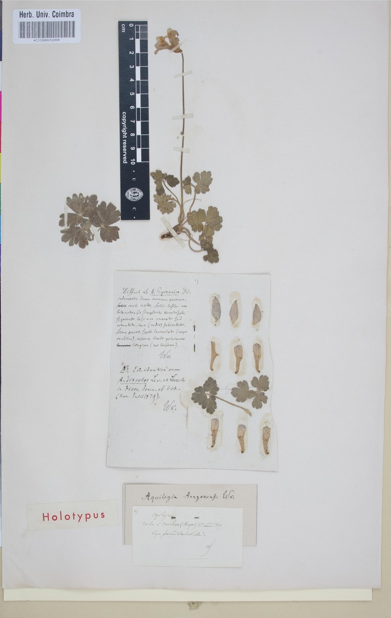 Aquilegia aragonensis