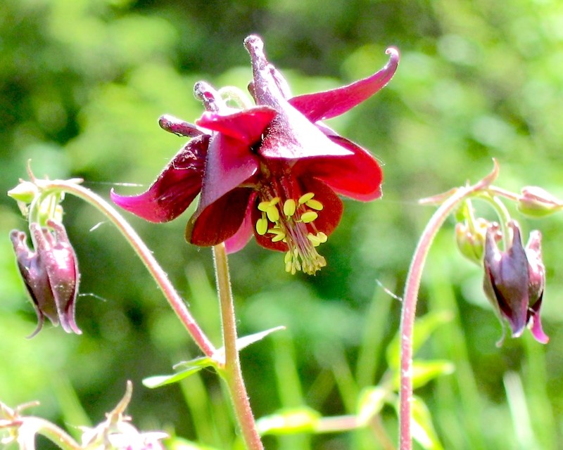 Aquilegia atrata
