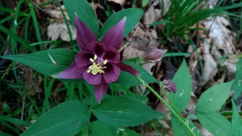 Aquilegia atrata photo 2
