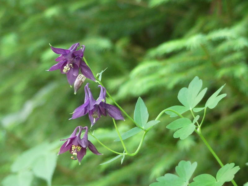 Aquilegia atrata photo 3
