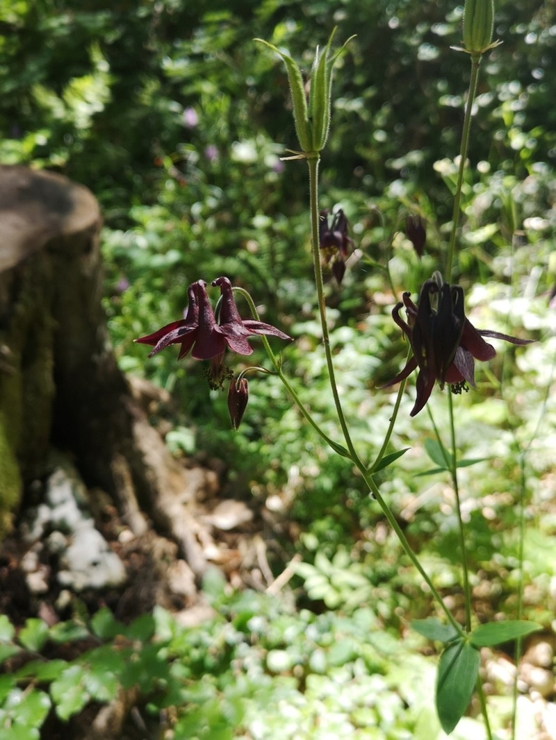 Aquilegia atrata photo 4