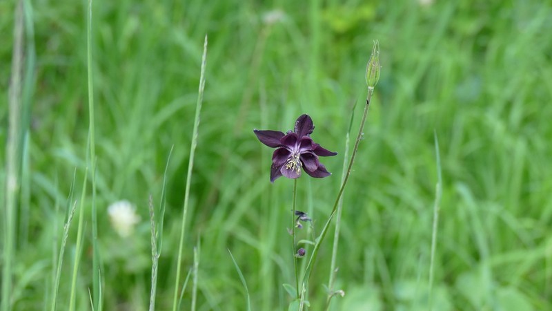 Aquilegia atrata photo 5
