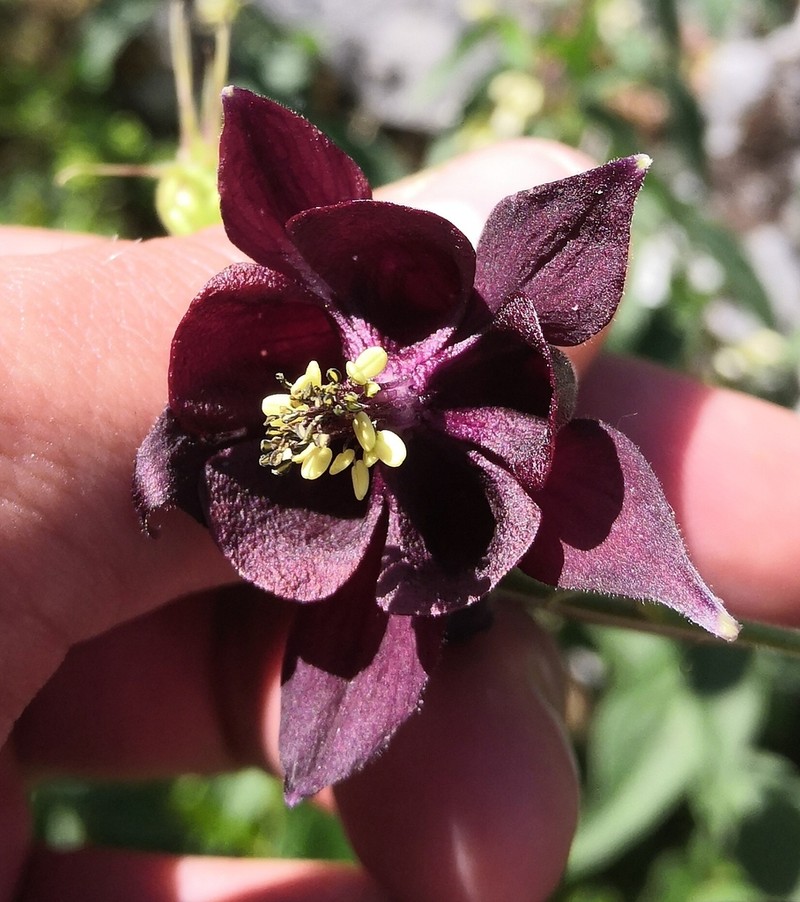 Aquilegia atrata photo 6