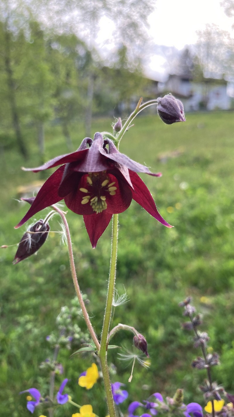 Aquilegia atrata photo 7