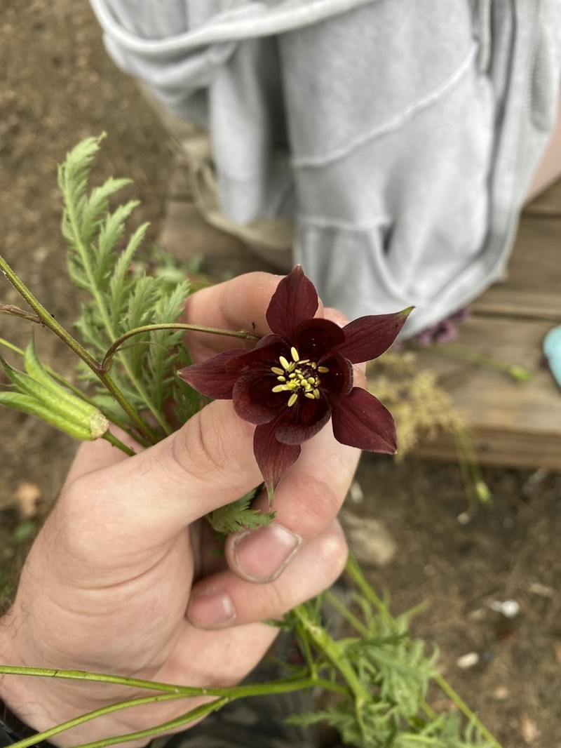 Aquilegia atrovinosa