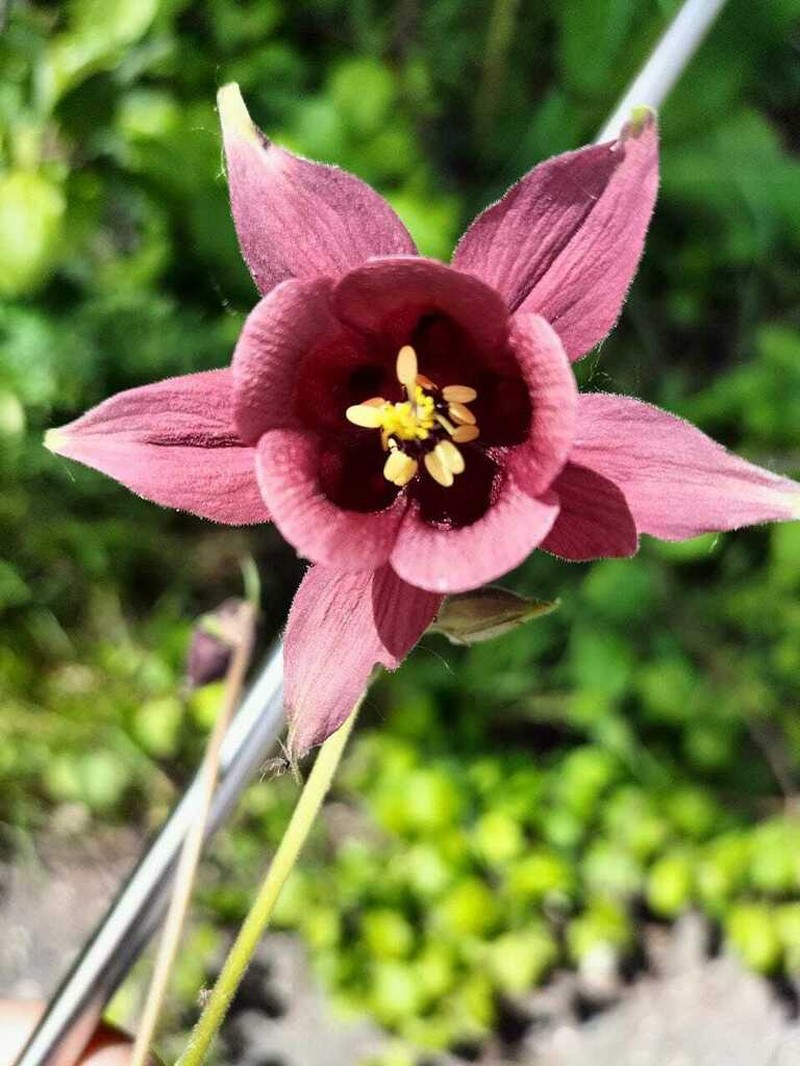 Aquilegia atrovinosa photo 2