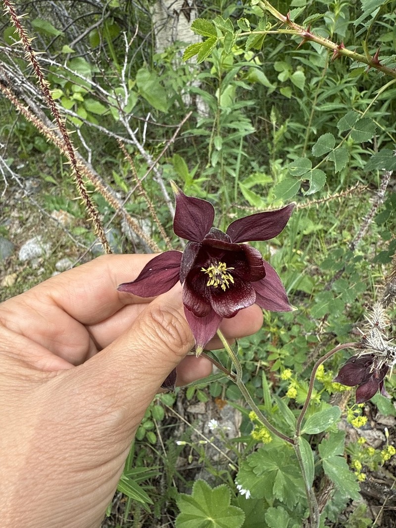 Aquilegia atrovinosa photo 3