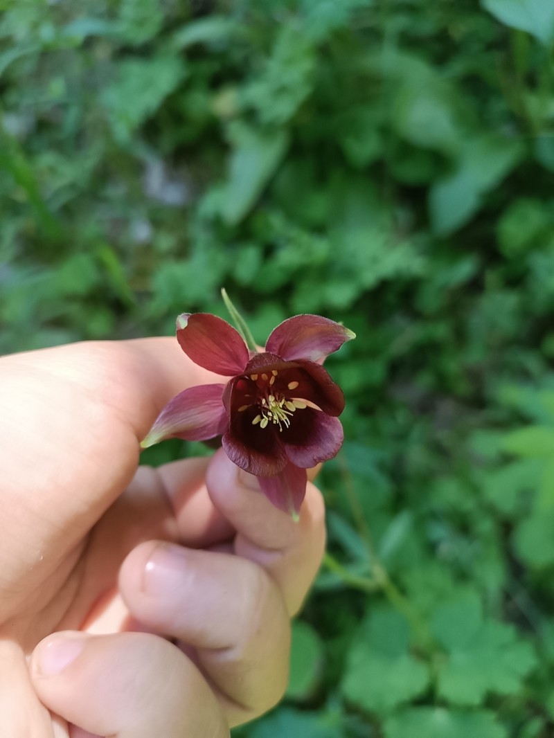 Aquilegia atrovinosa photo 4