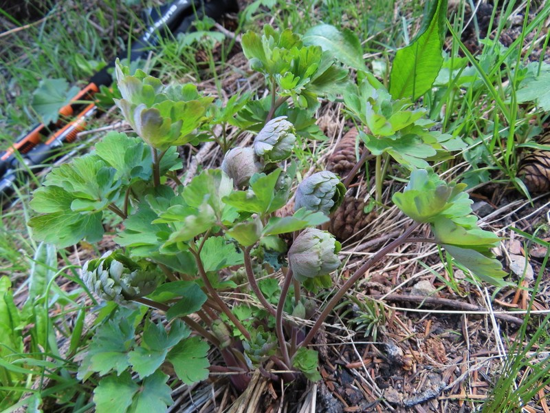 Aquilegia atrovinosa photo 5
