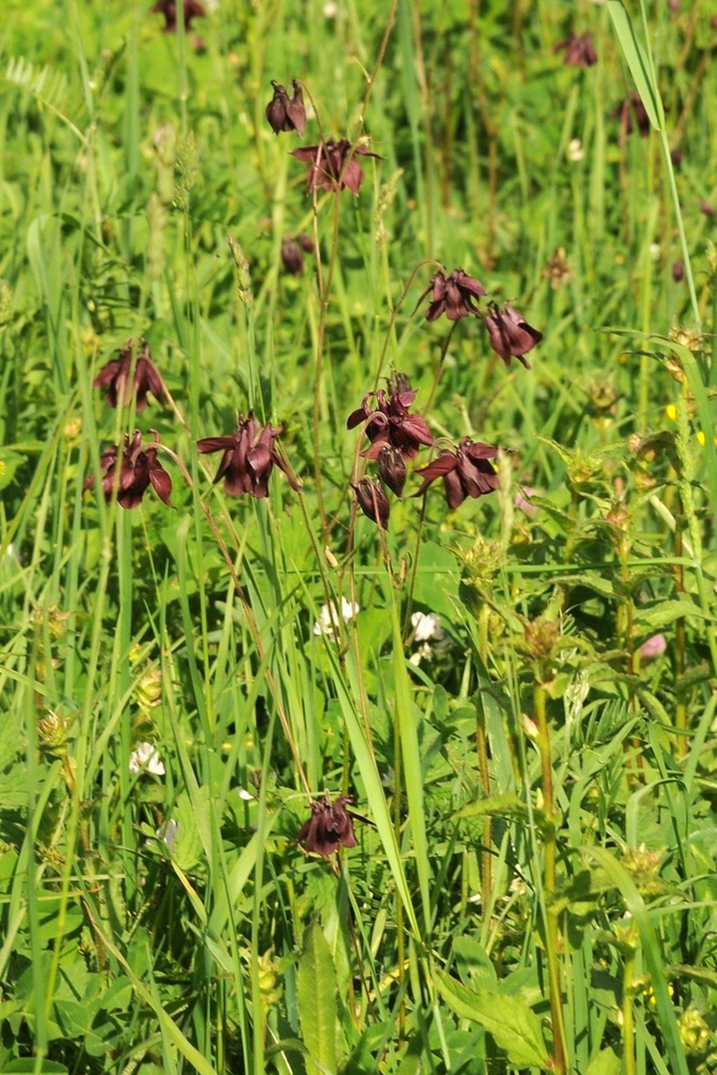 Aquilegia atrovinosa photo 6