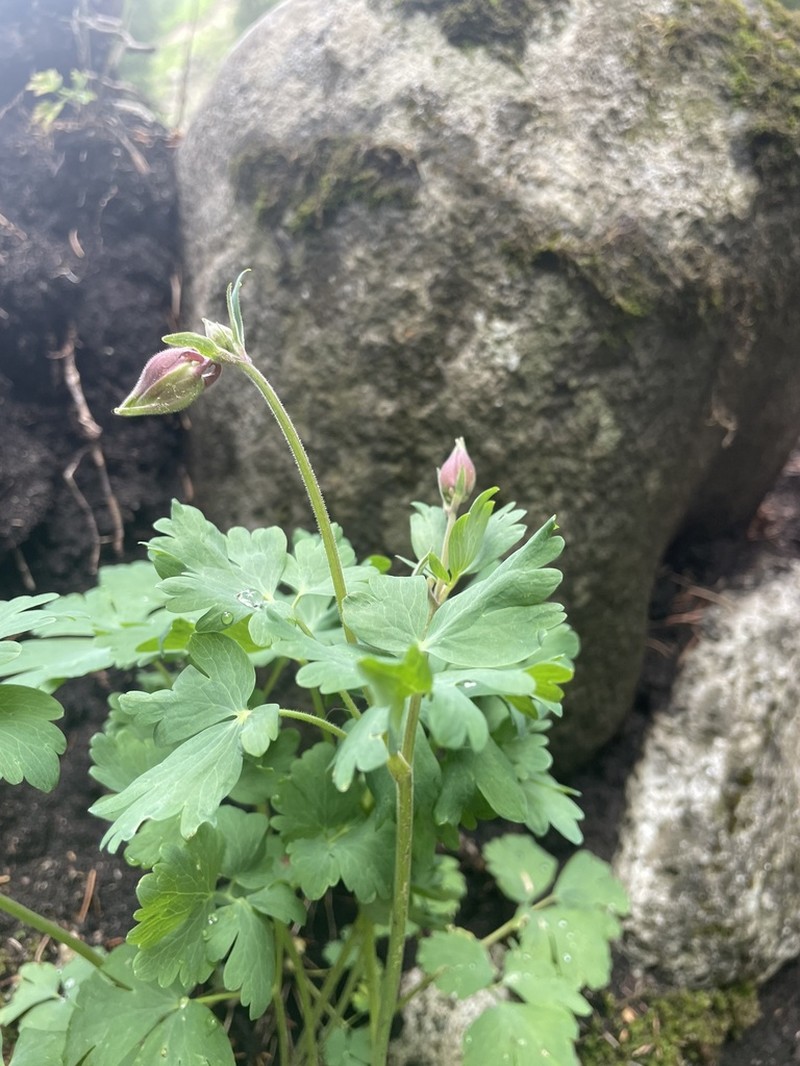 Aquilegia atrovinosa photo 7