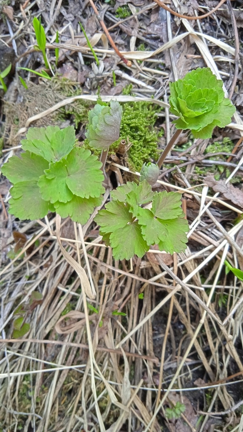 Aquilegia atrovinosa photo 8