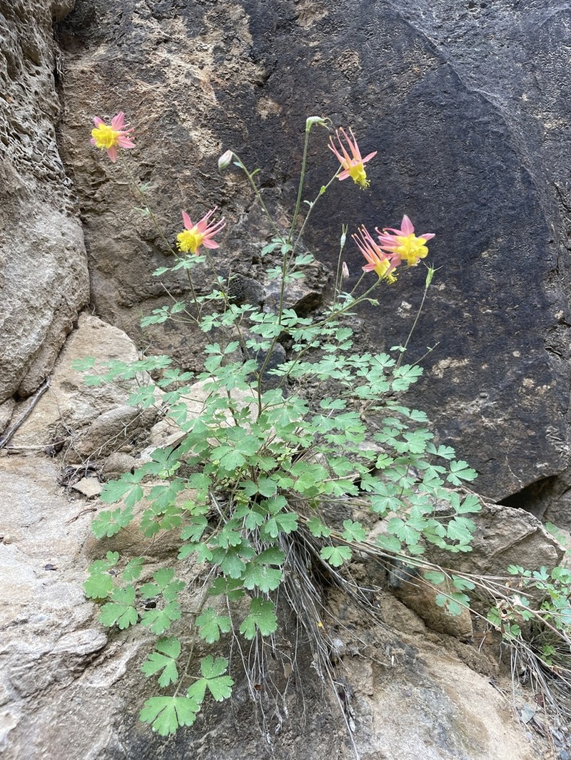 Aquilegia atwoodii