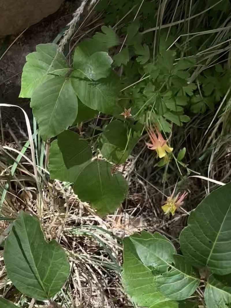 Aquilegia atwoodii photo 3