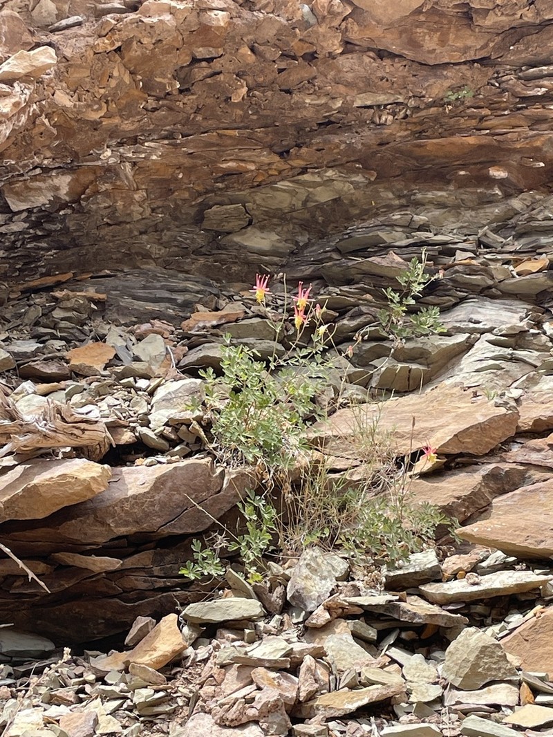 Aquilegia atwoodii photo 5