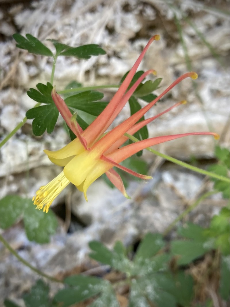 Aquilegia atwoodii photo 8